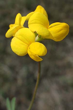 Lotus borbasii \ Slowakei-Hornklee, A Siegendorf 24.9.2022