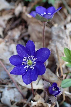 Hepatica nobilis \ Leberblmchen / Liverleaf, A Krems 1.4.2023