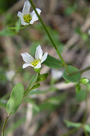 Linum catharticum \ Purgier-Lein / Fairy Flax, A Reutte 25.5.2008
