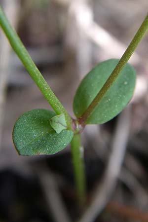 Linum catharticum \ Purgier-Lein / Fairy Flax, A Reutte 25.5.2008
