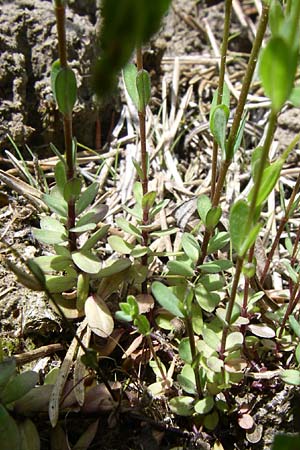 Linum catharticum \ Purgier-Lein / Fairy Flax, A Reutte 25.5.2008