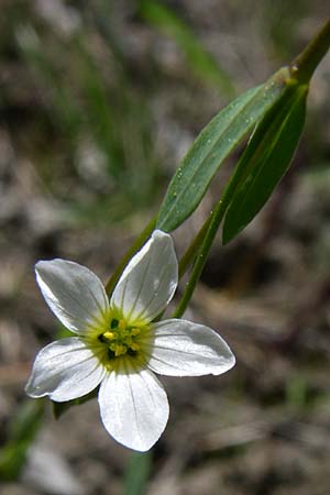 Linum catharticum \ Purgier-Lein / Fairy Flax, A Reutte 25.5.2008