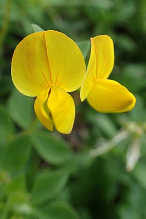 Lotus corniculatus \ Gewhnlicher Hornklee / Bird's-Foot Deervetch, A Trenchtling 3.7.2019