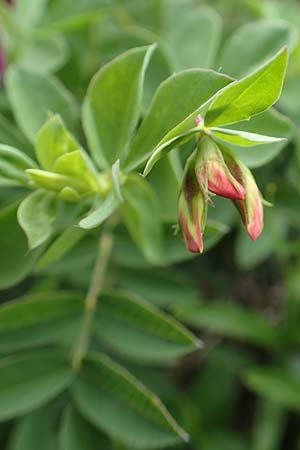 Lotus corniculatus \ Gewhnlicher Hornklee / Bird's-Foot Deervetch, A Trenchtling 3.7.2019