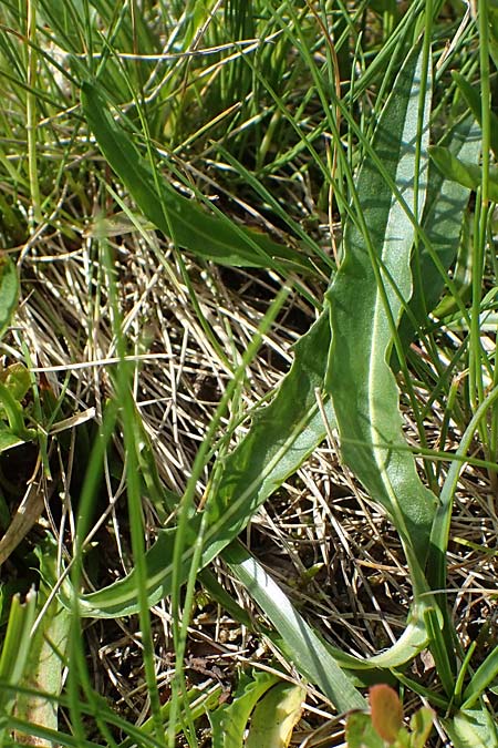 Scorzoneroides crocea \ Safrangelber Schuppenlwenzahn / Saffon Hawkbit, A Kärnten/Carinthia, Koralpe 5.7.2023