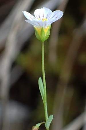 Linum catharticum \ Purgier-Lein / Fairy Flax, A Palfau 8.7.2024
