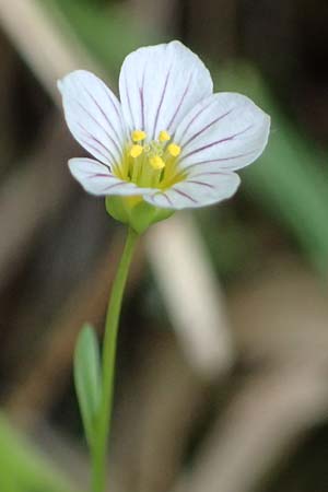 Linum catharticum \ Purgier-Lein / Fairy Flax, A Palfau 8.7.2024