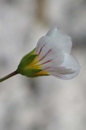 Linum catharticum \ Purgier-Lein / Fairy Flax, A Palfau 8.7.2024