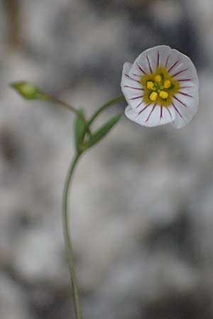 Linum catharticum \ Purgier-Lein / Fairy Flax, A Palfau 8.7.2024