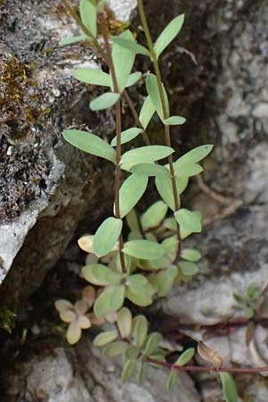 Linum catharticum \ Purgier-Lein / Fairy Flax, A Palfau 8.7.2024