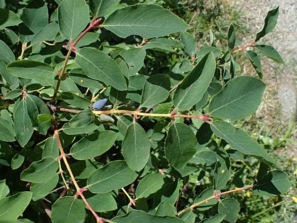 Lonicera caerulea \ Blaue Heckenkirsche / Blue-Berried Honeysuckle, Bearberry Honeysuckle, A Krimml 1.7.2025