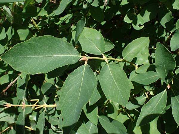 Lonicera caerulea \ Blaue Heckenkirsche / Blue-Berried Honeysuckle, Bearberry Honeysuckle, A Krimml 1.7.2025