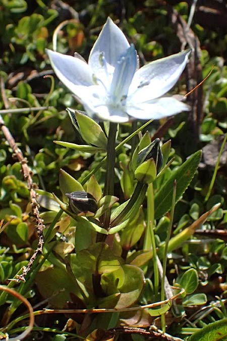 Lomatogonium carinthiacum \ Tauernbl&uuml;mchen, K&auml;rntner Saumnarbe / Lomatogonium, A Gro&szlig;glockner 11.8.2025
