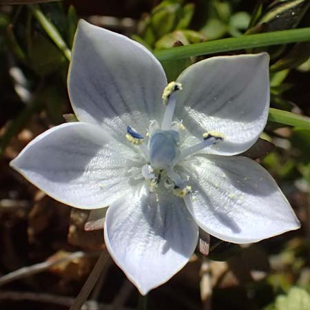 Lomatogonium carinthiacum \ Tauernbl&uuml;mchen, K&auml;rntner Saumnarbe / Lomatogonium, A Gro&szlig;glockner 11.8.2025