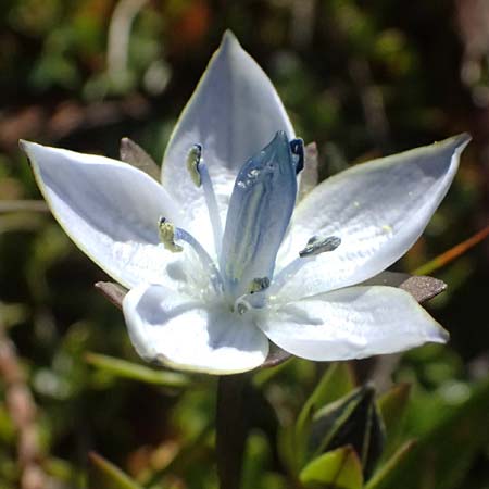 Lomatogonium carinthiacum \ Tauernbl&uuml;mchen, K&auml;rntner Saumnarbe / Lomatogonium, A Gro&szlig;glockner 11.8.2025