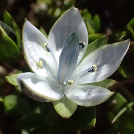 Lomatogonium carinthiacum \ Tauernbl&uuml;mchen, K&auml;rntner Saumnarbe / Lomatogonium, A Gro&szlig;glockner 11.8.2025