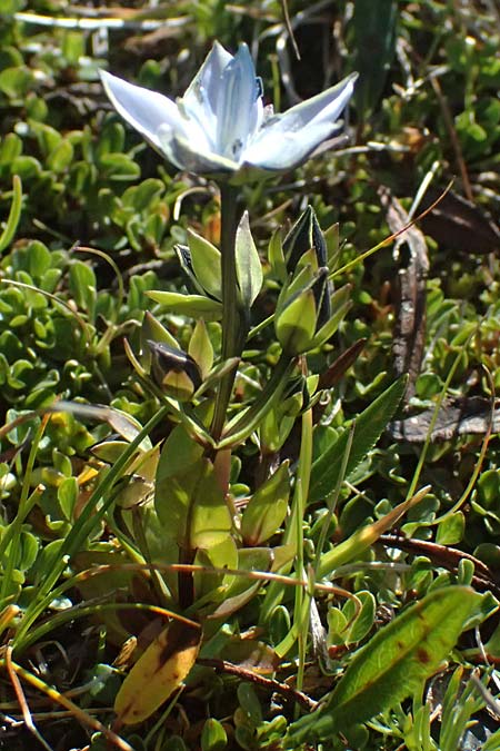 Lomatogonium carinthiacum \ Tauernbl&uuml;mchen, K&auml;rntner Saumnarbe / Lomatogonium, A Gro&szlig;glockner 11.8.2025