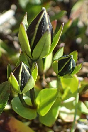 Lomatogonium carinthiacum \ Tauernbl&uuml;mchen, K&auml;rntner Saumnarbe / Lomatogonium, A Gro&szlig;glockner 11.8.2025