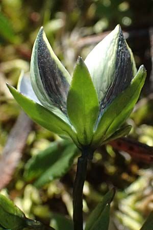 Lomatogonium carinthiacum \ Tauernbl&uuml;mchen, K&auml;rntner Saumnarbe / Lomatogonium, A Gro&szlig;glockner 11.8.2025