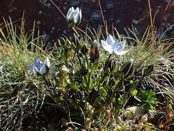 Lomatogonium carinthiacum \ Tauernbl&uuml;mchen, K&auml;rntner Saumnarbe / Lomatogonium, A Gro&szlig;glockner 11.8.2025