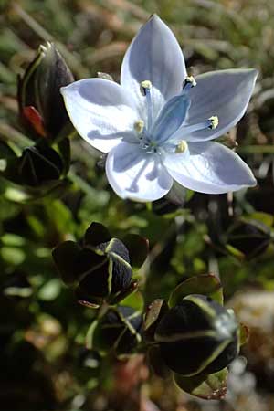 Lomatogonium carinthiacum \ Tauernbl&uuml;mchen, K&auml;rntner Saumnarbe / Lomatogonium, A Gro&szlig;glockner 11.8.2025