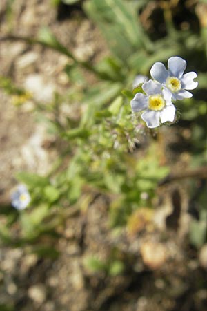 Lappula deflexa \ Wald-Igelsame, Herabgebogener Igelsame / Nodding Stickseed, A Hinterotter 3.8.2011