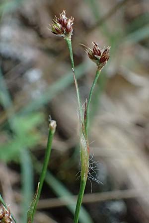 Luzula divulgata \ Trockenwald-Hainsimse, Schlanke Feld-Hainsimse / Slender Wood-Rush, A Hollabrunn 11.5.2025