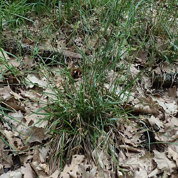 Luzula divulgata \ Trockenwald-Hainsimse, Schlanke Feld-Hainsimse / Slender Wood-Rush, A Hollabrunn 11.5.2025