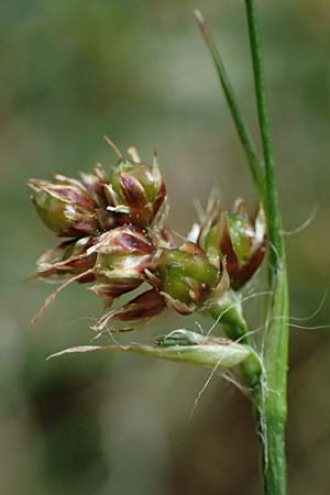 Luzula divulgata \ Trockenwald-Hainsimse, Schlanke Feld-Hainsimse / Slender Wood-Rush, A Hollabrunn 11.5.2025