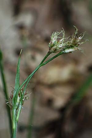 Luzula divulgata \ Trockenwald-Hainsimse, Schlanke Feld-Hainsimse / Slender Wood-Rush, A Hollabrunn 11.5.2025