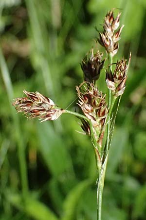 Luzula divulgata \ Trockenwald-Hainsimse, Schlanke Feld-Hainsimse / Slender Wood-Rush, A Wien-Kalksburg 11.5.2025