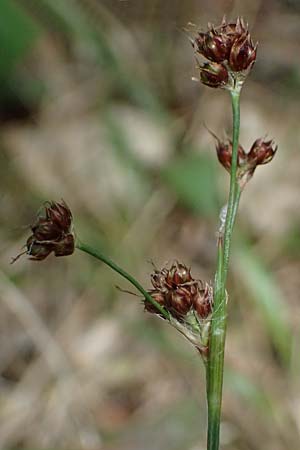 Luzula divulgata \ Trockenwald-Hainsimse, Schlanke Feld-Hainsimse / Slender Wood-Rush, A Bad V&ouml;slau 12.5.2025