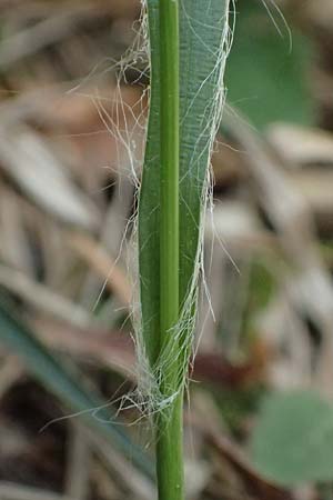 Luzula divulgata \ Trockenwald-Hainsimse, Schlanke Feld-Hainsimse / Slender Wood-Rush, A Bad V&ouml;slau 12.5.2025