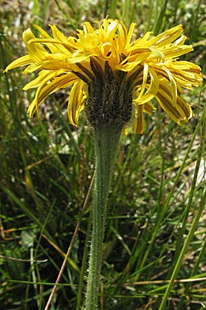 Leontodon hispidus \ Rauer Lwenzahn, Steifhaariges Milchkraut / Rough Hawkbit, A Kärnten/Carinthia, Petzen 21.7.2007