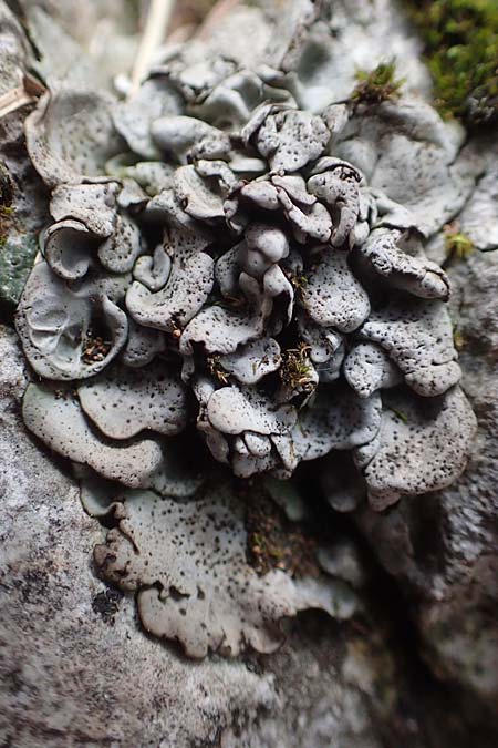 Dermatocarpon miniatum ? \ Kalk-Lederflechte / Stippleback Lichen, A K&auml;rnten/Carinthia, Hochobir 19.5.2016
