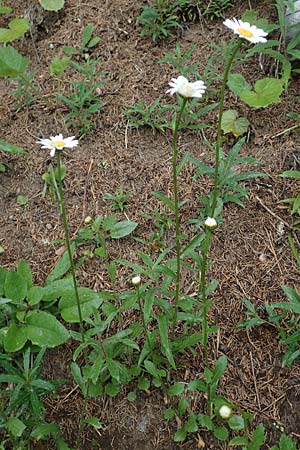 Leucanthemum adustum subsp. margaritae \ stliche Berg-Margerite, Berg-Wucherblume, A Pusterwald 1.7.2019