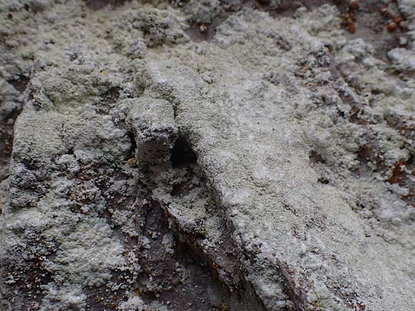Lecanorales specG ? \ Flechte / Lichen, A T&uuml;rnitz 6.5.2022
