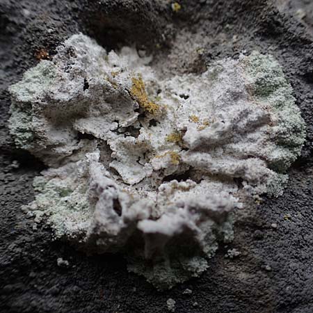 Lecanorales specG ? \ Flechte / Lichen, A T&uuml;rnitz 6.5.2022