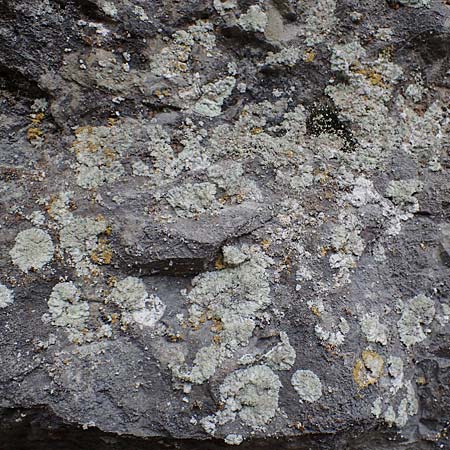 Lecanorales specG ? \ Flechte / Lichen, A T&uuml;rnitz 6.5.2022