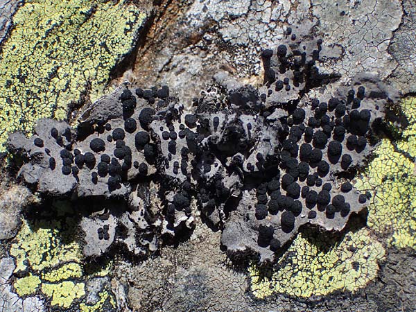 Lecanorales specH ? \ Flechte / Lichen, A Kärnten/Carinthia, Koralpe 1.7.2022