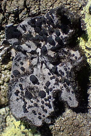 Lecanorales specH ? \ Flechte / Lichen, A Kärnten/Carinthia, Koralpe 1.7.2022