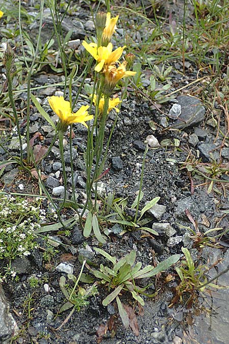 Crepis jacquinii \ Jacquins Pippau, A Felbertal, Hintersee 4.7.2025