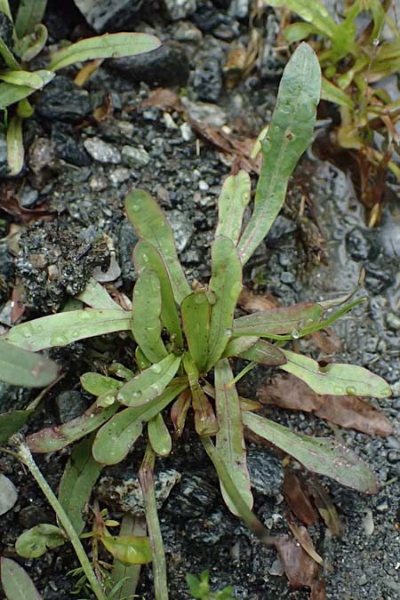 Crepis jacquinii \ Jacquins Pippau, A Felbertal, Hintersee 4.7.2025