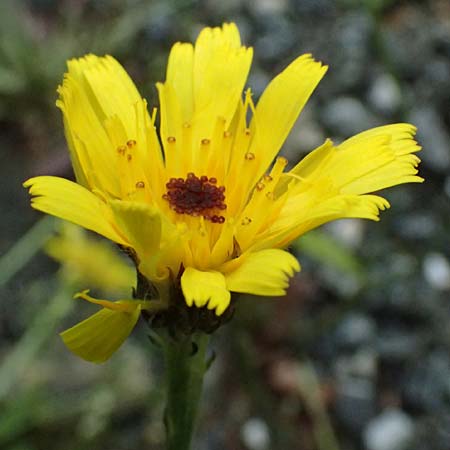 Crepis jacquinii \ Jacquins Pippau, A Felbertal, Hintersee 4.7.2025