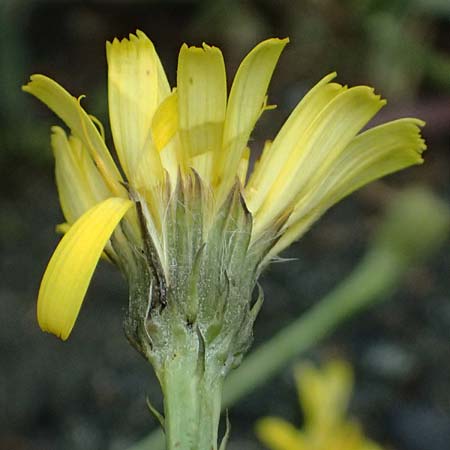 Crepis jacquinii \ Jacquins Pippau, A Felbertal, Hintersee 4.7.2025