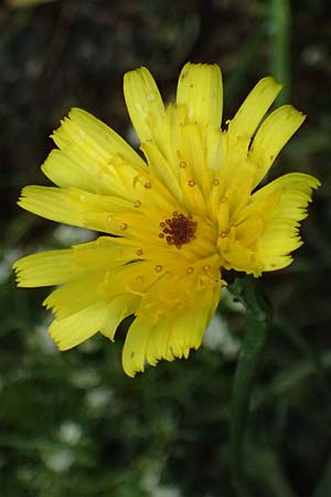 Crepis jacquinii \ Jacquins Pippau, A Felbertal, Hintersee 4.7.2025