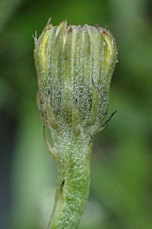 Crepis jacquinii \ Jacquins Pippau, A Felbertal, Hintersee 4.7.2025