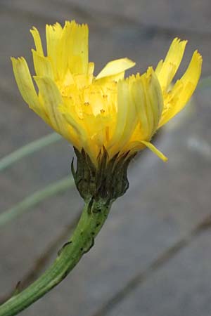 Crepis jacquinii \ Jacquins Pippau, A Felbertal, Hintersee 4.7.2025