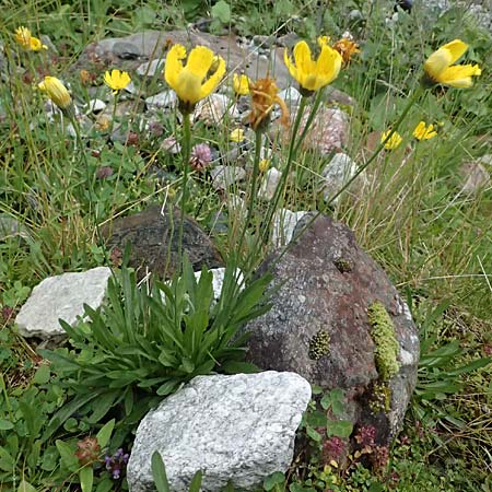 Crepis jacquinii \ Jacquins Pippau, A Felbertal, Hintersee 4.7.2025