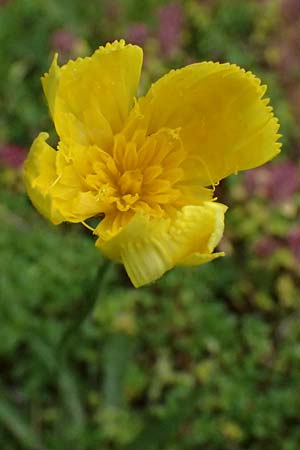 Crepis jacquinii \ Jacquins Pippau, A Felbertal, Hintersee 4.7.2025